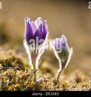 Common Pasque flower (Pulsatilla vulgaris), flowering Stock Photo