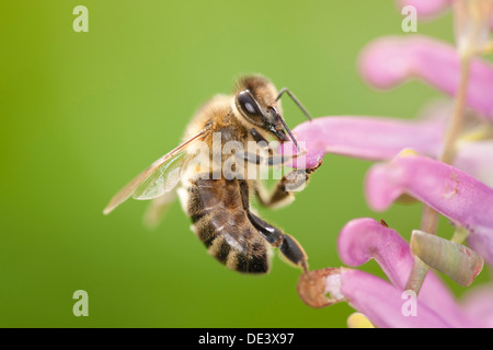 European Honey Bee, Western Honey Bee (Apis mellifera, Apis mellifica). Worker on a Hollowroot flower Stock Photo