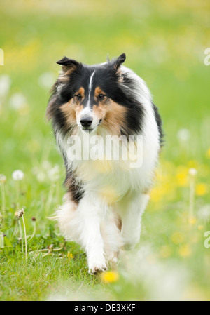 Rough Collie Adult walking grass Stock Photo