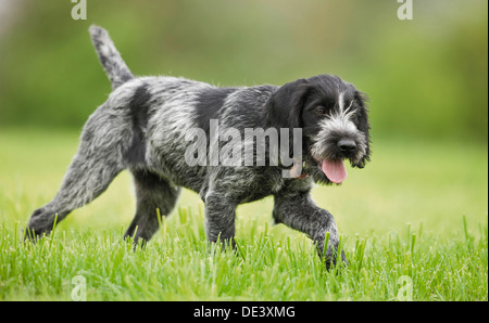 German Wirehaired Pointer Juvenile walkinggrass Stock Photo
