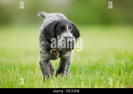 German Wirehaired Pointer Juvenile walkinggrass Stock Photo