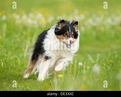Rough Collie Adult running grass Stock Photo