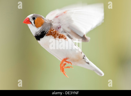 Zebra Finch Taeniopygia guttata Adult bird flight Stock Photo