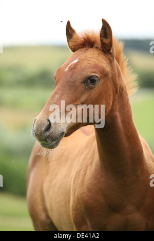 Portrait of sorrel solid paint horse foal Stock Photo