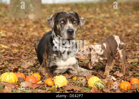 Louisiana Catahoula dog with adorable puppy Stock Photo