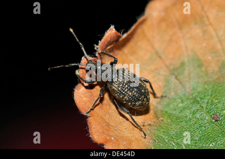 Black Vine Weevil - Otiorhynchus sulcatus Stock Photo