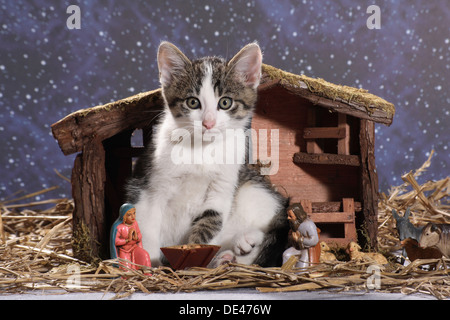 Domestic Cat. Kitten sitting in a crib Stock Photo