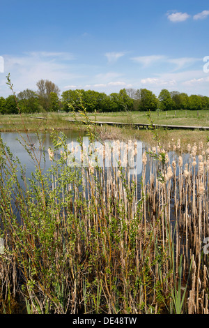 Hamm, Germany, landscape along the Lippeauenpfads Stock Photo