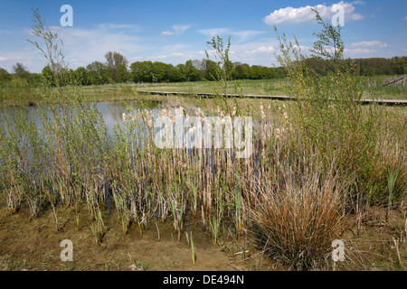 Hamm, Germany, landscape along the Lippeauenpfads Stock Photo