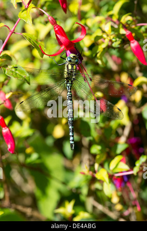 An Emperor Dragonfly, Anax imperator, on a fuchsia Stock Photo