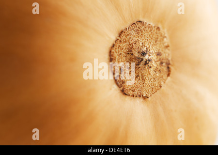 A whole organic Australian Squash photographed on a white ceramic surface Stock Photo