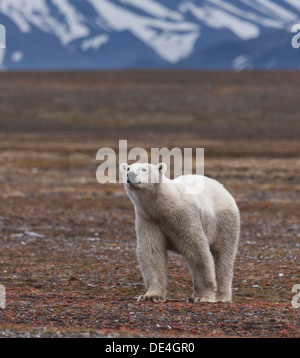 Polar bear, Spitsbergen Island, Svalbard, Norway Stock Photo