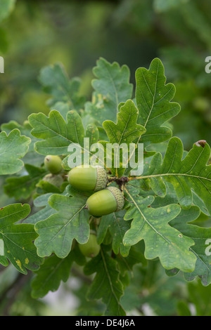 Common Oak: Quercus robur. Acorns in late summer. Surrey, England. Stock Photo