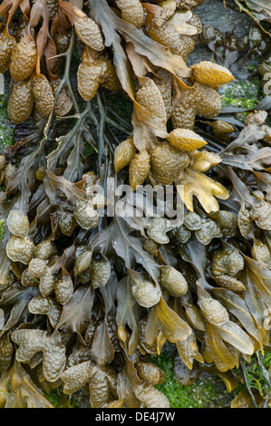Bladder Wrack Seaweed: Fucus vesiculosus. Devon, England Stock Photo