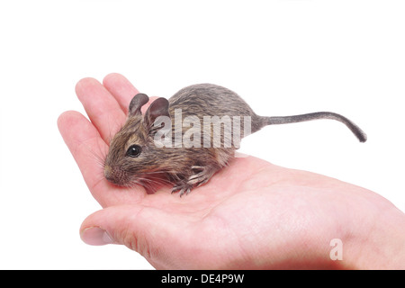 degus at hand Stock Photo
