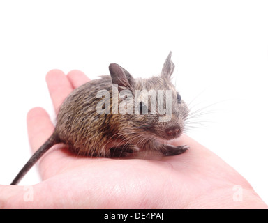 degus at hand Stock Photo
