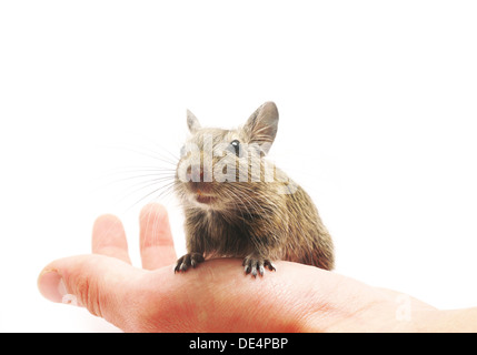 degus at hand Stock Photo