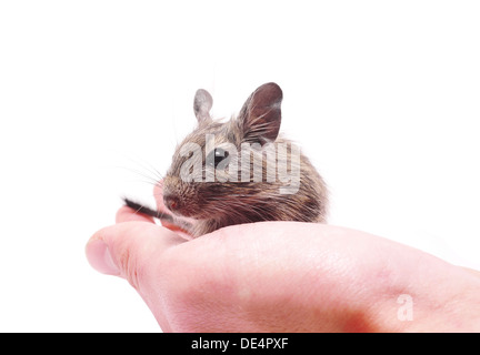 degus at hand Stock Photo