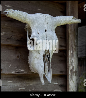 Cow skull at Fort Christmas, Christmas, FL - May, 2010 Stock Photo