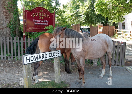 A pair of New Forest ponies loiter in the village centre of Burley, New Forest, Hampshire, UK. Stock Photo