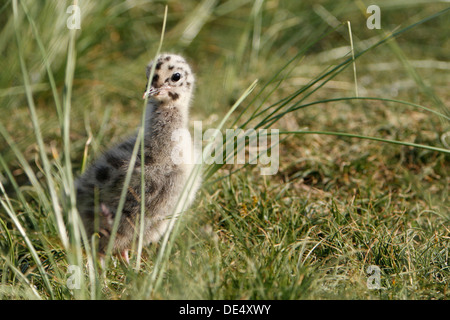 Common Gull or Mew Gull (Larus canus), chick or young bird, East Frisian Islands, East Frisia, Lower Saxony, Germany Stock Photo