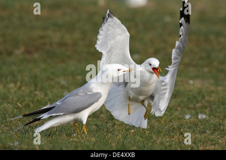 Common Gull or Mew Gull (Larus canus) gulls in a turf war in the breeding habitat, East Frisian Islands, East Frisia Stock Photo