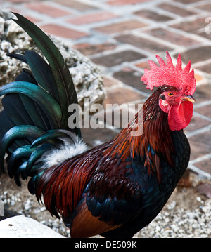 Rooster in Key West, FL - December, 2010 Stock Photo