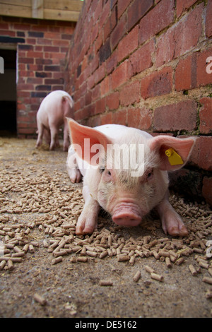 Piggy Stock Photo