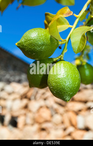 Unripe green lemons hanging on a tree, Palma de Mallorca, Llucmajor, Majorca, Balearic Islands, Spain Stock Photo