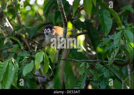 Central American Squirrel Monkey (Saimiri oerstedii), Sierpe, Puntarenas Province, Costa Rica, Central America Stock Photo