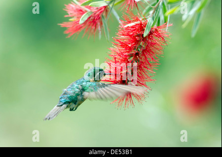 Purple-throated Mountain-gem (Lampornis calolaema), female, San Gerardo de Dota, San José Province, Costa Rica, Central America Stock Photo