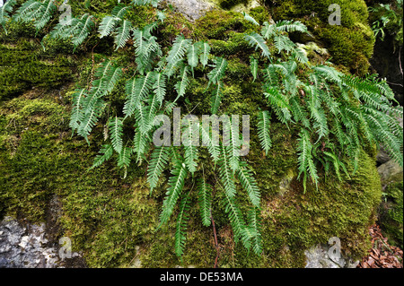 Hard Shield Fern (Polystichum aculeatum) on a moss-covered rock, Hiltpoltstein, Upper Franconia, Bavaria, Germany