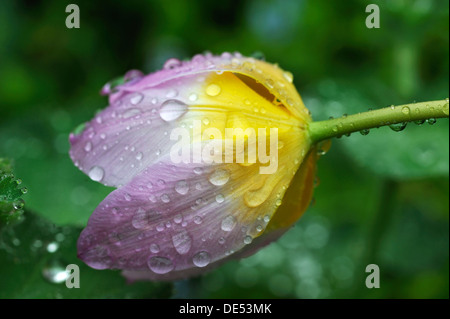 Cretan tulip (Tulipa saxatilis), flower with water droplets, Eckental, Middle Franconia, Bavaria, Germany Stock Photo