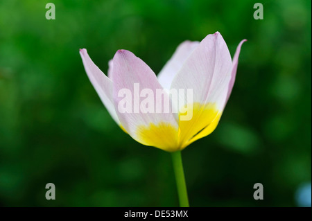 Cretan tulip (Tulipa saxatilis), flower, Eckental, Middle Franconia, Bavaria, Germany Stock Photo