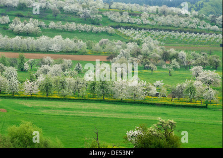 Spring landscape with flowering cherry trees (Prunus avium), Weißenohe, Franconian Switzerland, Upper Franconia, Bavaria Stock Photo