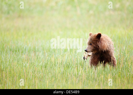 Grizzly brown bear - Ursus arctos -, Lake Clark National Park, Alaska, U.S.A. Stock Photo