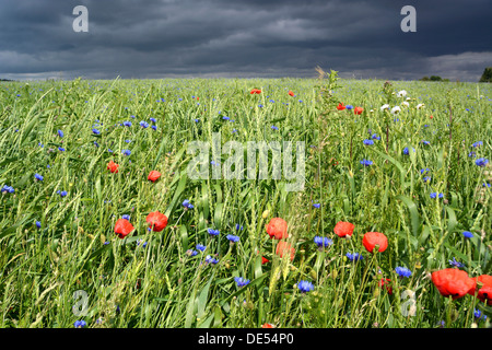 Grain field with poppy flowers in front of an approaching thunderstorm, Rennsteig, Blankenstein, Thuringia, Germany Stock Photo