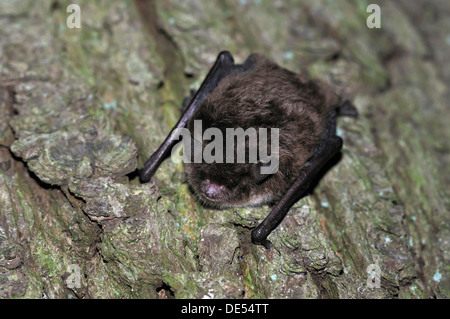 Daubenton's Bat (Myotis daubentonii), hanging on a tree trunk, woods near Geesthacht, Schleswig-Holstein Stock Photo