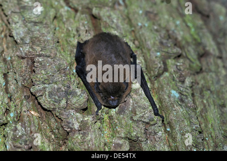 Common Pipistrelle (Pipistrellus pipistrellus), hanging on a tree trunk, woods near Geesthacht, Schleswig-Holstein Stock Photo