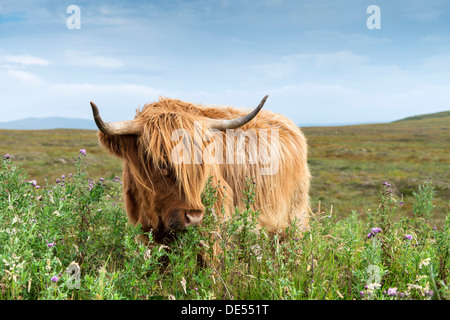 Scottish Highland Cattle or Kyloe grazing on thistle flowers, northern Scotland, Scotland, United Kingdom, Europe Stock Photo