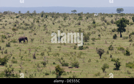 Lone elephant crossing the bushveld Stock Photo