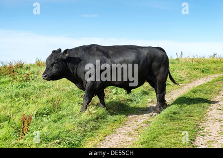 Fully grown Aberdeen Angus bull on a pasture on the north coast of Scotland, Caithness, Scotland, United Kingdom, Europe Stock Photo