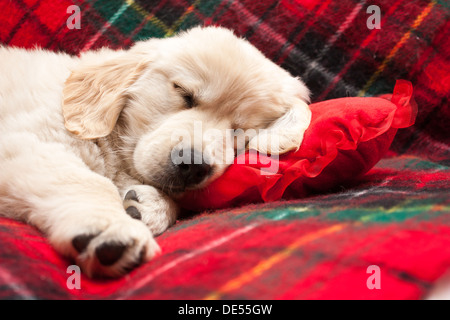 Adorable 10 week old golden retriever puppy asleep on a tartan blanket with his head on a heart shaped pillow Stock Photo