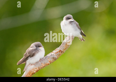 Tree Swallow - Tachycineta bicolor -, Potter Marsh, Anchorage coastal wildlife refuge, Anchorage, Alaska, U.S.A. Stock Photo