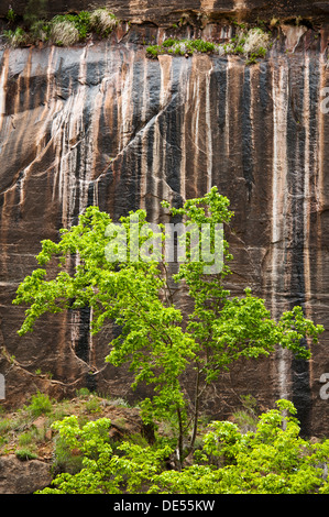 Tree in Zion National Park Stock Photo