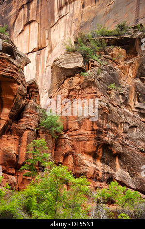 Rock Wall in Zion National Park Stock Photo