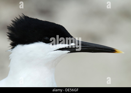Sandwich Tern (Sterna sandvicensis), portrait, Minsener Oog, East Frisian Islands, Lower Saxony Wadden Sea National Park Stock Photo