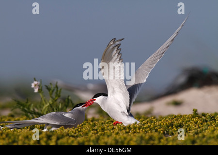 Arctic Terns (Sterna paradisaea), rivals fighting for territory, Minsener Oog, East Frisian Islands, Lower Saxony Wadden Sea Stock Photo