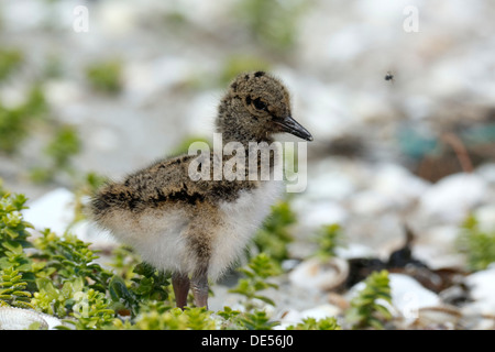 Eurasian Oystercatcher (Haematopus ostralegus), chick, Minsener Oog, East Frisian Islands, Friesland District, Lower Saxony Stock Photo