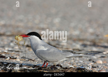 Arctic Tern (Sterna paradisaea) feeding, East Frisian Islands, East Frisia, Lower Saxony, Germany